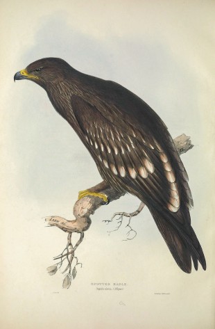 In the drawing, the eagle is simply called the Spotted Eagle. Subsequent findings have split this into the Greater and Lesser Spotted Eagle. In Singapore, the Greater Spotted Eagle is an uncommon passage migrant.