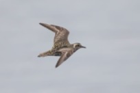 The Pacific Golden Plover here in flight. You can see the speckled 'gold' colour that defines this species.