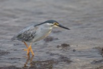 Striated Heron. A resident bird that is now in breeding pluamge. The orange legs is indicative.