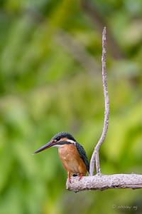 Common Kingfisher Shirley Ng