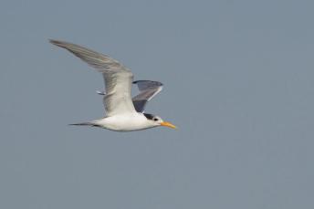 Lesser Crested Tern Francis Yap