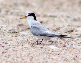 Little Tern at Tuas South