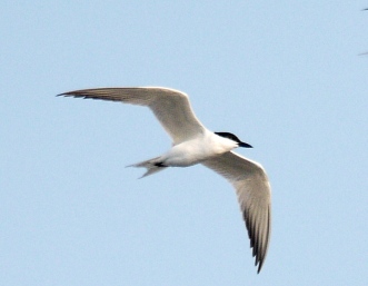Breeding Gull-billed Tern