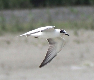White-winged Tern Non-Breeding