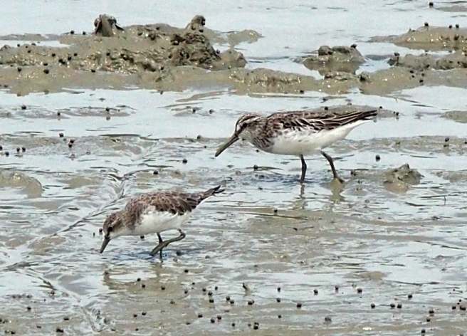 Rufous-necked Stint with Broadbilled Sandpiper