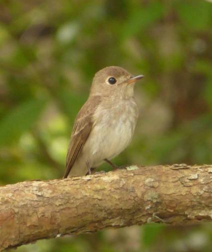 Brown-streaked Flycatcher at Dairy Farm Lena Chow