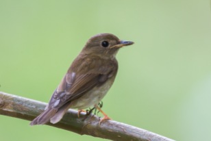Back-view of the Brown-chested Jungle Flycatcher