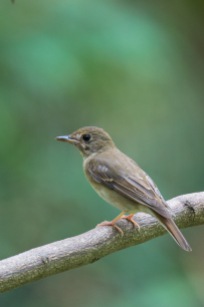Side profile of Brown-chested Jungle Flycatcher