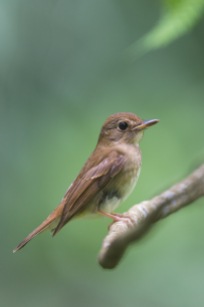 Brown-chested Jungle Flycatcher perched on a low branch, below eye level.