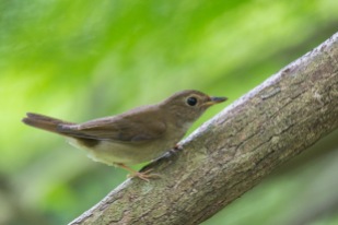 A Brown-chested Jungle Flycatcher in the process of flying off the branch.