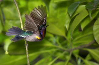 A male Copper-throated Sunbird flying off. Photo courtesy of ZaccHD
