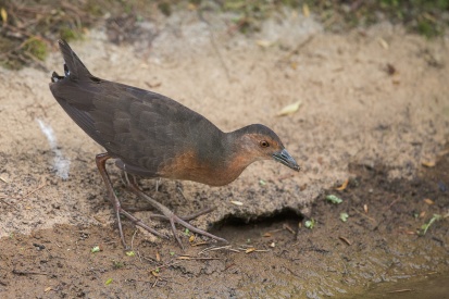 Band-bellied Crake at Chinese Garden feeding on an open drain. Taken on the afternoon of 1 March 2014.