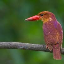 Ruddy Kingfisher. Another brightly coloured and favourite among photographer. It made appearances almost annually in Bidadari but often only staying briefly to refuel before journeying southwards.