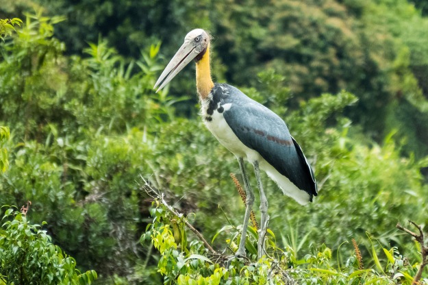Lesser Adjutant at the Western Catchment Area. Photographed by Albert Low. Used with permission.