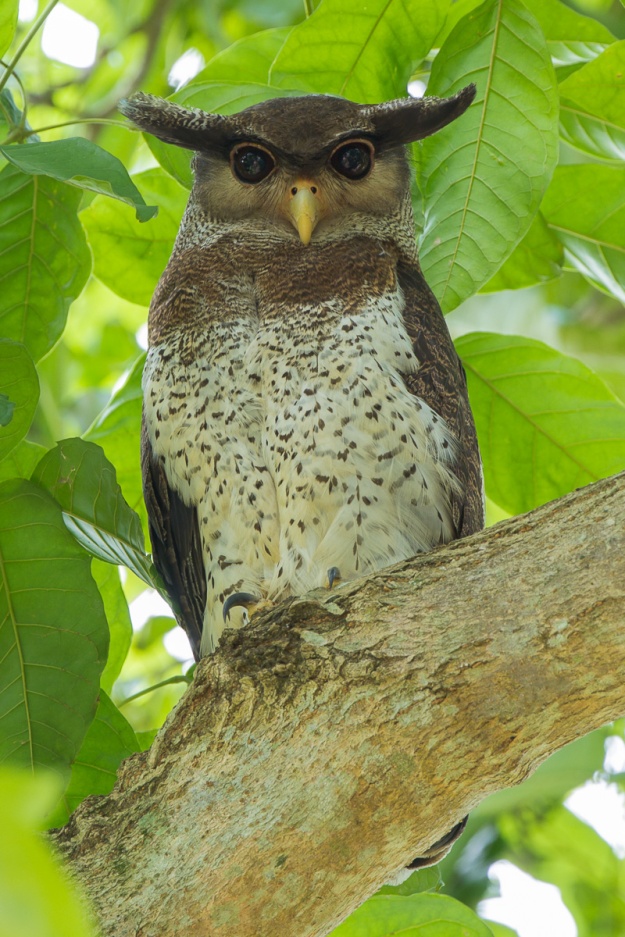 Barred Eagle-Owl at Le Grandeur Palm Resort , Johor.