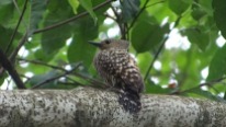 A Buff-rumped Woodpecker taken at Bidadari in March 2015. Photographed by Lim Kim Keang. Used with permission.