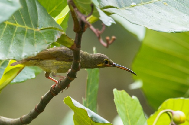 Yellow-eared Spiderhunter photographed near Dillenia  Hut in November 2014