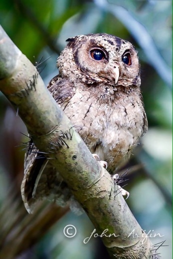 Sunda Scops Owl by John Arifin