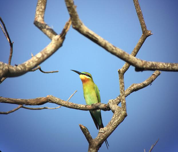 Blue-tailed Bee-eater Kleen Koh