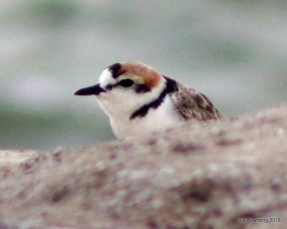 Malaysian Plover Male