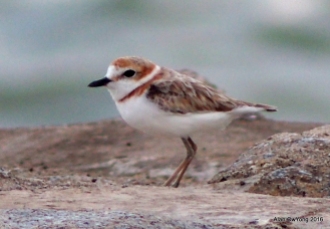 Malaysian Plover Female
