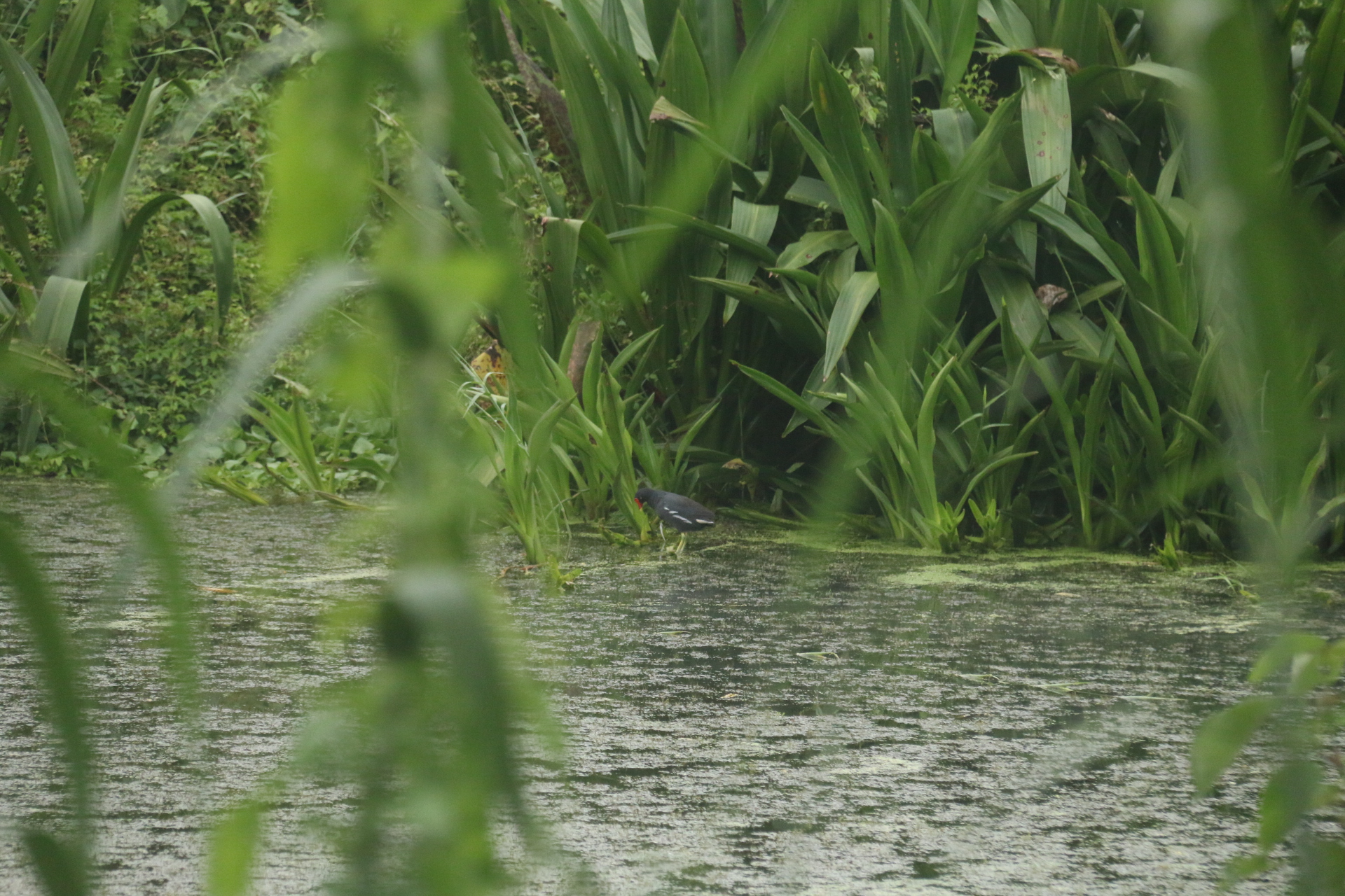 Common Moorhen at Kranji Marshes.