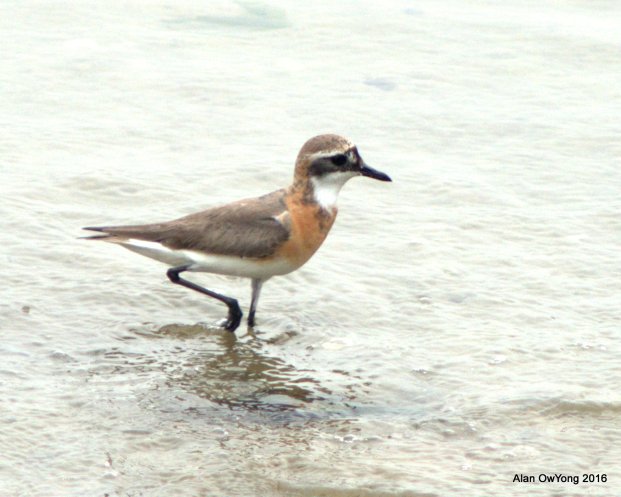 LSP in breeding plumage at SD