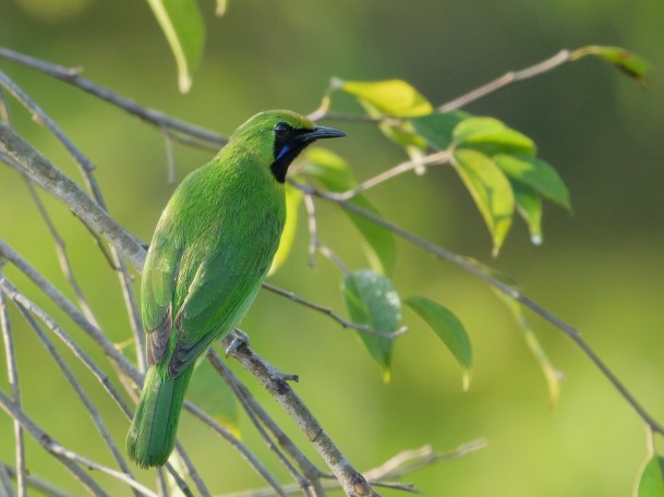 Lesser Green Leafbird FYap