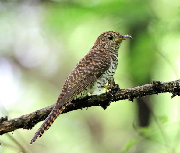 Rusty-breasted Cuckoo Seng Alvin