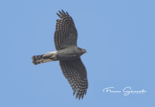 Eurasian-Sparrowhawk,-110318-morning,-TEG,-Feroz-Fizah,-w