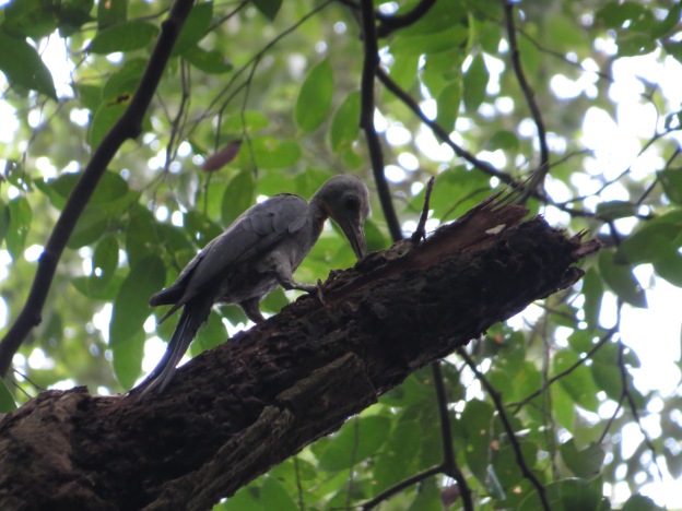 Bukit Timah Nature Reserve | Singapore Bird Group
