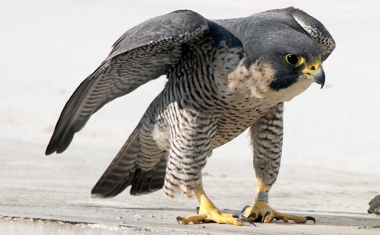 Peregrine, 170419, Toa Payoh, Ted Lee